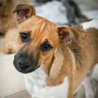 Photo of Cookie
