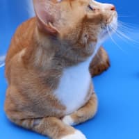 Photo of Pumpkin   Now Available Pet Quarters Glendale