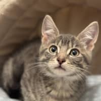 Photo of Ash