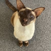 Photo of Archie