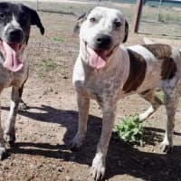 Photo of Tess Tickles