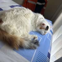 Photo of Cashew *9 Lives Project Rescue*