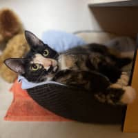 Photo of Squeak