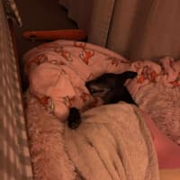 Photo of Crumpet, The Greyhound