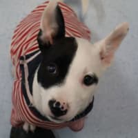 Photo of Patch 