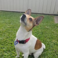 Photo of Tj   4 Year Old Jack Russell