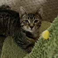 Photo of Audrey   On Display At Vets On Parker Templestowe