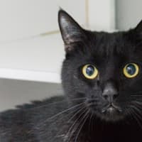 Photo of Talon