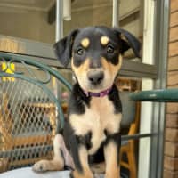 Photo of The Calandras Litter