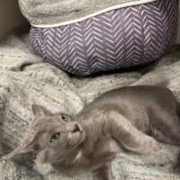 Photo of Casper