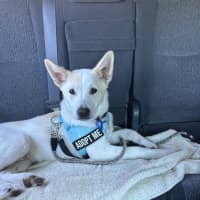 Photo of Azlan   5 Month Old Border Collie X Shepherd