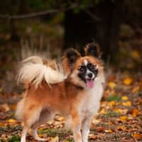 Photo of Arlo