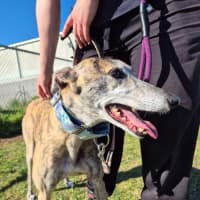 Photo of Penny (66826)