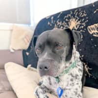 Photo of Puggles   6 Year Old Cattle X Pug