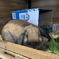 Photo of Toffee