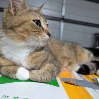 Photo of Honey Clowder