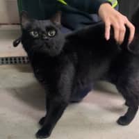 Photo of Liquorice