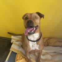 Photo of Nova