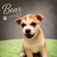Photo of Bear