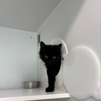 Photo of Crackle