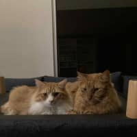 Photo of Harlow & Henry