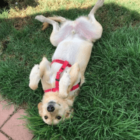 Photo of Boris