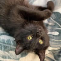 Photo of Scully **2nd Chance Cat Rescue**