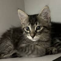 Photo of Fenris