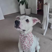 Photo of Brazil *$350 Adoption Fee*