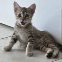 Photo of Pebbles