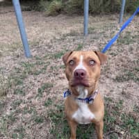 Photo of Trooper 