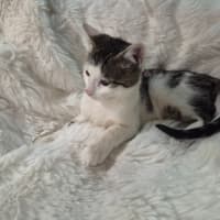 Photo of Kobi