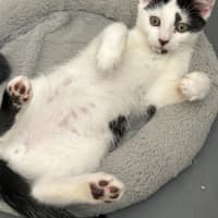 Photo of Pebbles 