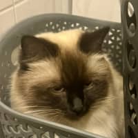 Photo of Kimba
