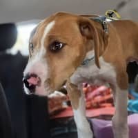 Photo of Sparky
