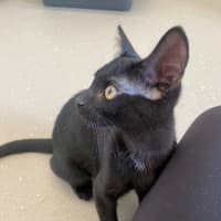 Photo of C1486 Victor