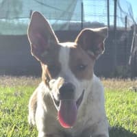 Photo of Bandit