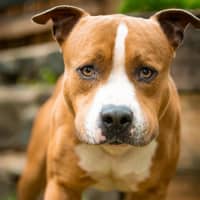 Photo of Bosco 