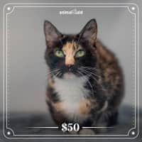 Photo of Smudge