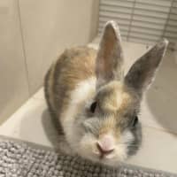 Photo of Bonza Bounca