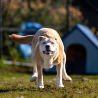 Photo of Spud Imp 1266