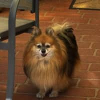 Photo of Chewbacca