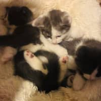 Photo of Penguin And Juniper