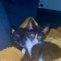 Photo of Sylvester And Frankie 