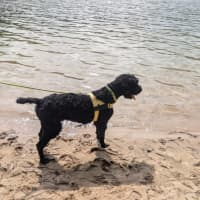 Photo of Tello   1 Year Old Poodle