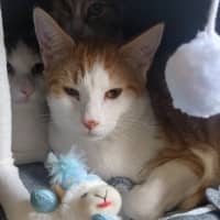 Photo of Genji