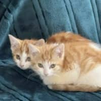 Photo of Viper **2nd Chance Cat Rescue**