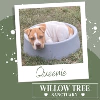 Photo of Queenie