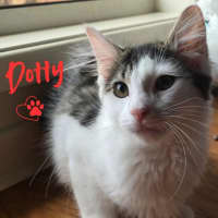 Photo of Dotty