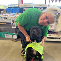 Photo of Huckleberry 